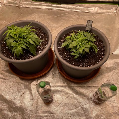 Royal Gorilla  growlog timeline photo