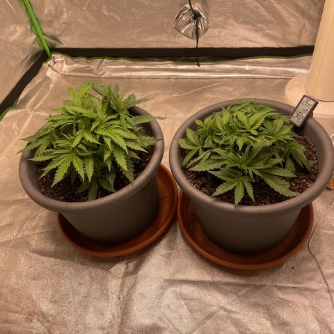 Royal Gorilla  growlog timeline photo