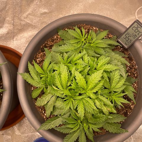 Royal Gorilla  growlog timeline photo