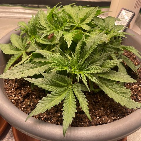 Royal Gorilla  growlog timeline photo