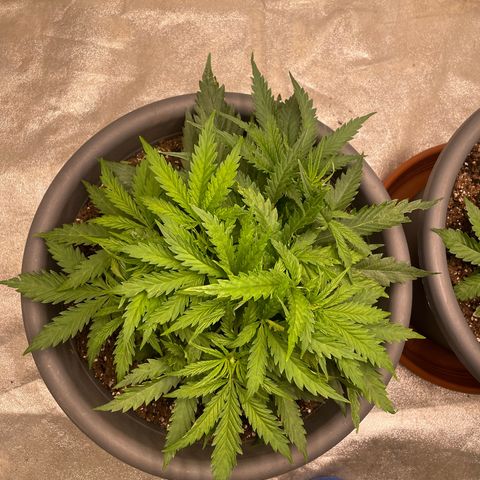 Kä Plan growlog timeline photo
