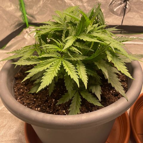 Kä Plan growlog timeline photo