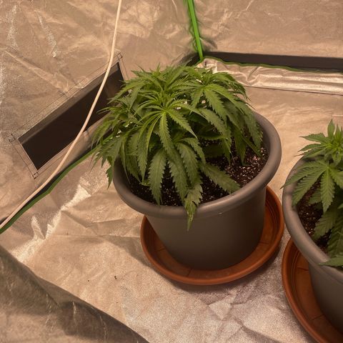 Kä Plan growlog timeline photo