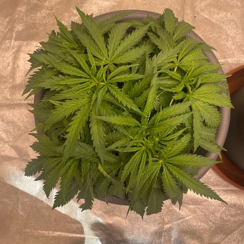 Kä Plan growlog timeline photo