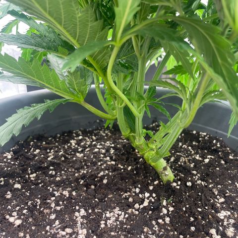 Kä Plan growlog timeline photo
