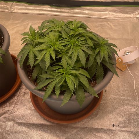 Royal Gorilla  growlog timeline photo