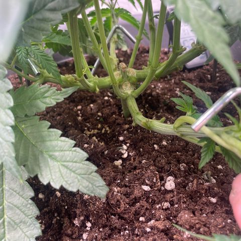 Royal Gorilla  growlog timeline photo