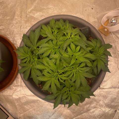 Royal Gorilla  growlog timeline photo