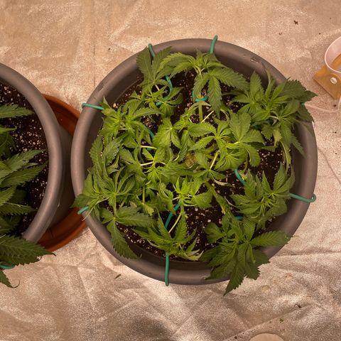 Royal Gorilla  growlog timeline photo