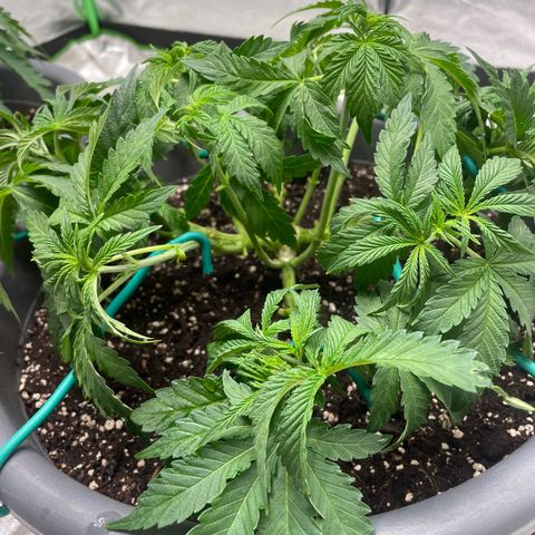 Royal Gorilla  growlog timeline photo