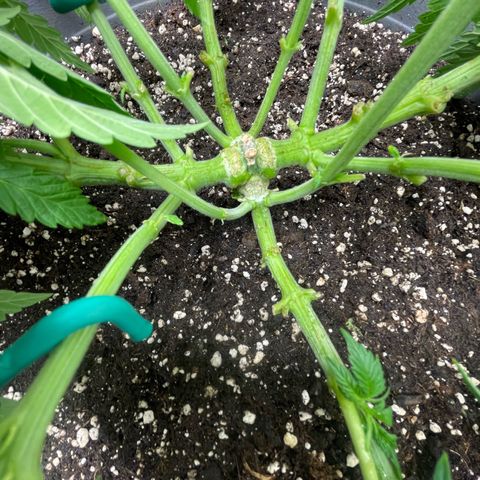 Royal Gorilla  growlog timeline photo