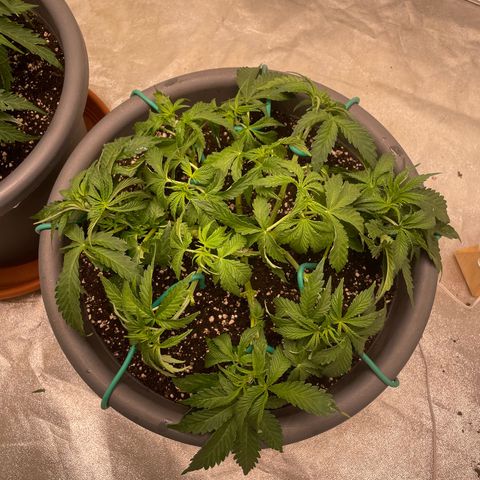 Royal Gorilla  growlog timeline photo