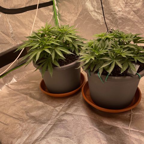 Royal Gorilla  growlog timeline photo