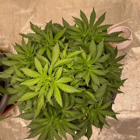 Royal Gorilla  growlog timeline photo