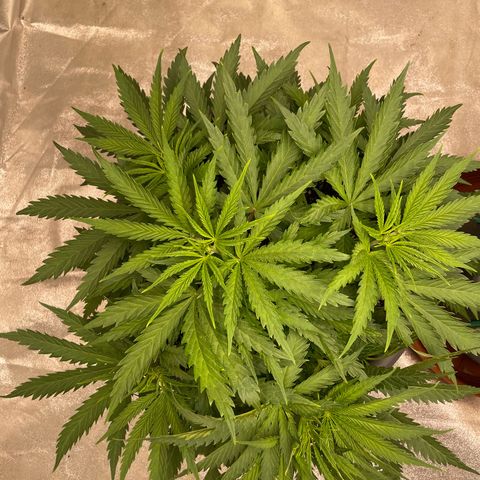 Kä Plan growlog timeline photo