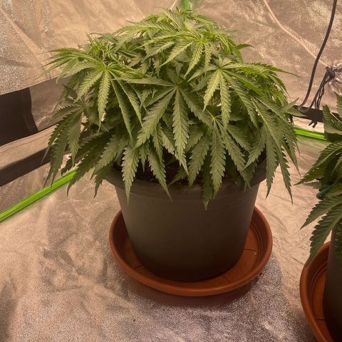Kä Plan growlog timeline photo