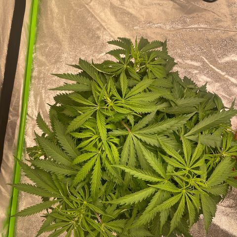 Kä Plan growlog timeline photo