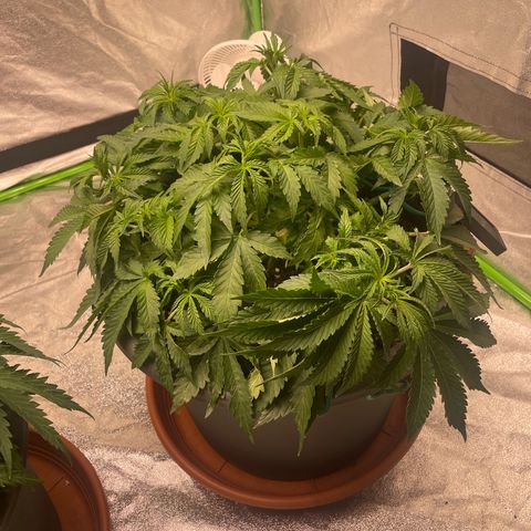 Royal Gorilla  growlog timeline photo