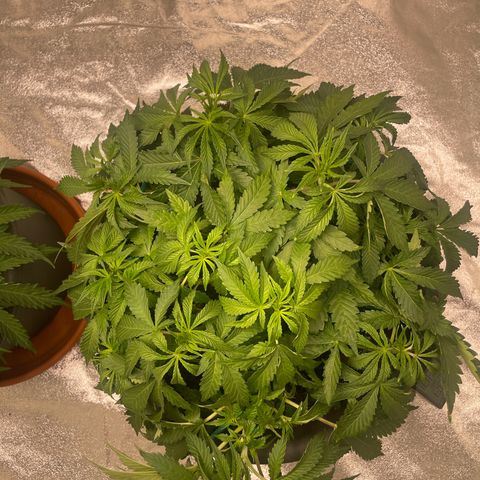 Royal Gorilla  growlog timeline photo