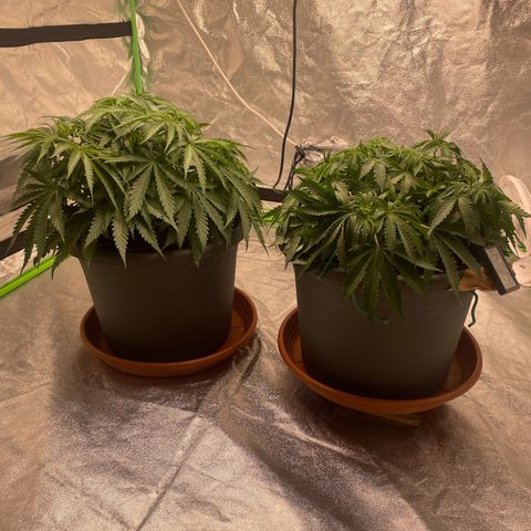 Royal Gorilla  growlog timeline photo