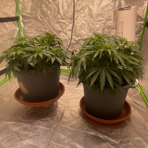 Royal Gorilla  growlog timeline photo