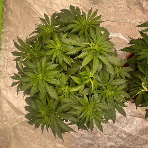 Royal Gorilla  growlog timeline photo