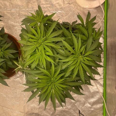 Kä Plan growlog timeline photo