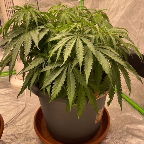 Kä Plan growlog timeline photo