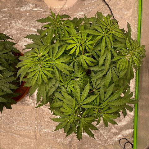 Kä Plan growlog timeline photo
