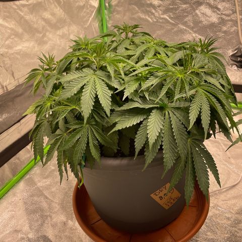 Royal Gorilla  growlog timeline photo