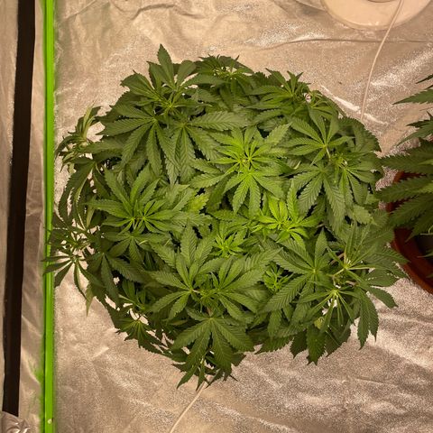 Royal Gorilla  growlog timeline photo