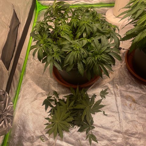 Royal Gorilla  growlog timeline photo