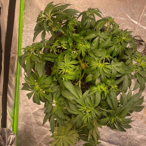 Royal Gorilla  growlog timeline photo