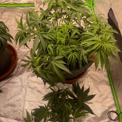 Kä Plan growlog timeline photo