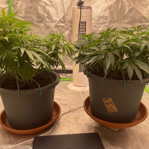 Royal Gorilla  growlog timeline photo