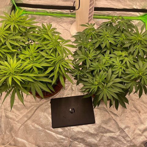 Royal Gorilla  growlog timeline photo
