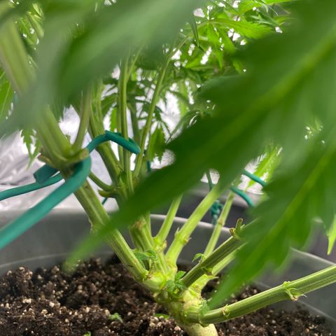 Kä Plan growlog timeline photo