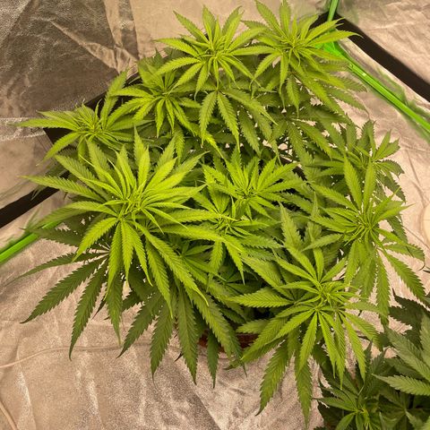 Kä Plan growlog timeline photo