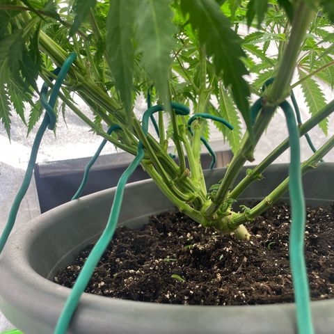 Kä Plan growlog timeline photo
