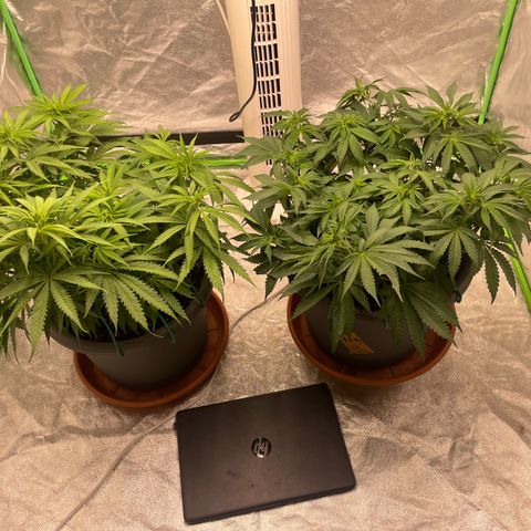 Royal Gorilla  growlog timeline photo