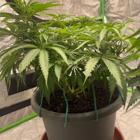 Kä Plan growlog timeline photo