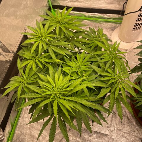 Kä Plan growlog timeline photo