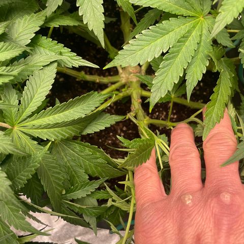 Royal Gorilla  growlog timeline photo