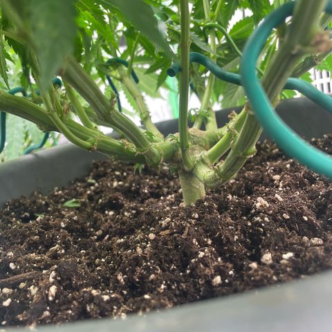 Royal Gorilla  growlog timeline photo