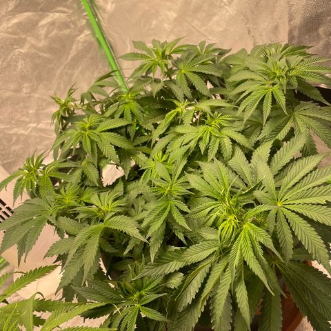 Royal Gorilla  growlog timeline photo