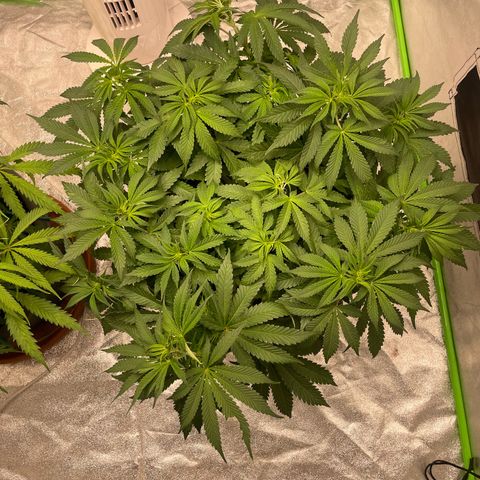 Royal Gorilla  growlog timeline photo