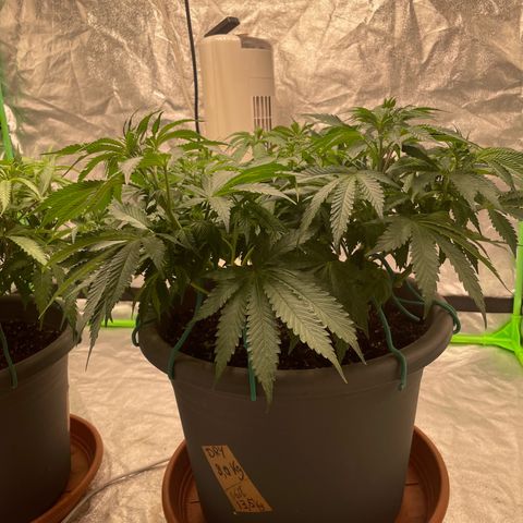 Royal Gorilla  growlog timeline photo