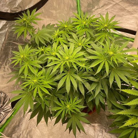 Royal Gorilla  growlog timeline photo