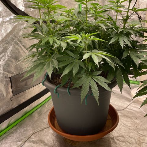 Royal Gorilla  growlog timeline photo