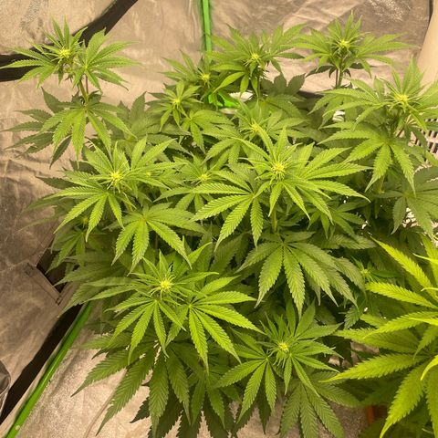 Royal Gorilla  growlog timeline photo